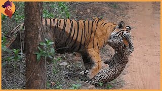 14 Tiger Battles Caught On Film [upl. by Madelene]