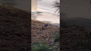 The moment the Daurian redstart pecked at food in the dirt [upl. by Learsiy]