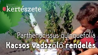 Vadszőlő rendelés  Parthenocissus quinquefolia  Kacsos vadszőlő [upl. by Anile456]