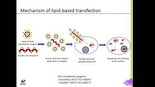 Lipid Transfection Explained [upl. by Dodge]