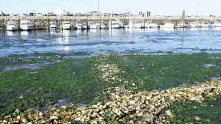 Introduction to the Wellfleet Oyster Project [upl. by Eniamraj]