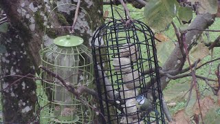 bird feeder live 211124 [upl. by Nolek]