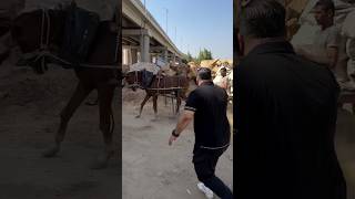 The owner of the horse was brutally broke this horse leg and twisted his tongue…It’s heartbreaking💔 [upl. by Doi]