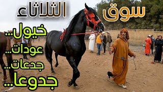 جديد سوق الثلاثاء مع دريس موزون رحبة الخيل و العودات [upl. by Benoite]