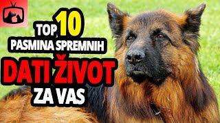 🐕 Psi Koji Su Spremni Dati Život Za Vas – TOP 10 Pasmina Pasa Koje Bi Dale Život Za Vas [upl. by Urian343]