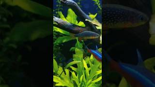 Galaxy Rasboraaquarium aquascape aquariumfish fishtank plants plantedtank freshwateraquarium [upl. by Ariuqahs]