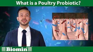 What is a Poultry Probiotic Your Animal Nutrition Questions Answered [upl. by Asyla]