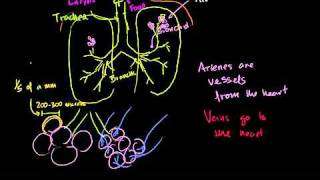 The Lungs and Pulmonary System in Bangla [upl. by Ullund]