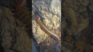 Scolopendra Galapagoensis cf orange Giant Centipede Singapore [upl. by Friday329]