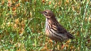 Λιβαδοκελάδα Anthus pratensis [upl. by Mairb]