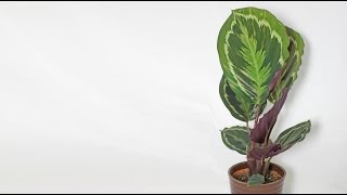 Calathea roseopicta  Korbmarante Prayer Plant [upl. by Colwell]