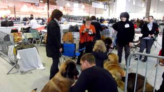 Ambiance Exposition canine Metz 6 11 2010 [upl. by Town]