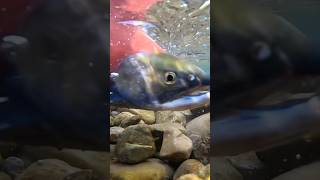 Kokanee salmon water river lake fun creekfishing fishing salmon salmonrun fish goodvibes [upl. by Pall527]