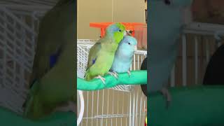 Pocketsized parrots 🦜 parrotlet parrot birds [upl. by Currie115]