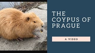 The Coypus Nutria of Prague [upl. by Lawton]