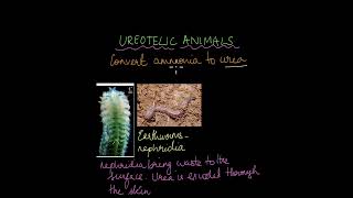 Excretion in Plants and Animals  Excretion  Life Science  Khan Academy [upl. by Booze]