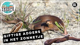 Adders zijn aan het zonnen  Zelf Geschoten  Vroege Vogels [upl. by Adrianne]