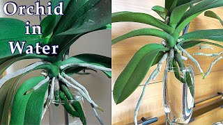 Secrets to Grow Orchids in Water 1 [upl. by Nosemyaj]