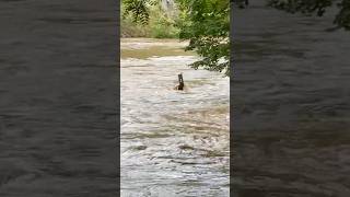 Tuckasegee Flooding 92724 [upl. by Wilbur]