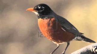 American Robin Alarm Call  Sound Only FREE USE [upl. by Codie]