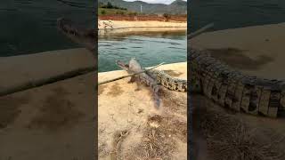 Live crocodiles in stock at crocodile farms nationwide Crocodiles Confusing behavior of humans C [upl. by Greyson]