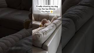 Cockapoo Watches Her Favourite Toy on TV in The Cutest Way [upl. by Nerin513]