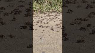 Mole CrabsSand FiddlersSand CrabsTiny Beach Crabs Masters of the Shoreline crabs oceanwonders [upl. by Woermer]