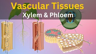 What are Vascular tissues What is Xylem and phloem Types of plant tissues Histology biology [upl. by Mcdade590]