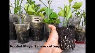 How to root Kaffir Lime by Cuttings [upl. by Notsyrb328]