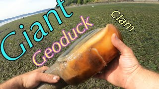 Giant Clam Geoduck Digging [upl. by Mansfield]