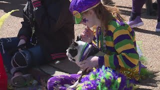 29th Annual Purina Pet Parade Returns to the Streets of Soulard [upl. by Name]