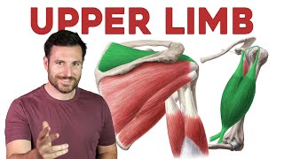 How To Remember Every Muscle in the Upper Limb and Arm  Corporis [upl. by Etnaled133]