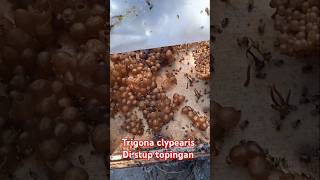 Trigona clypearis topinganshort [upl. by Lisan]