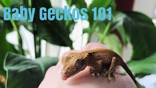 How To Care For Baby Crested Geckos [upl. by Combes]