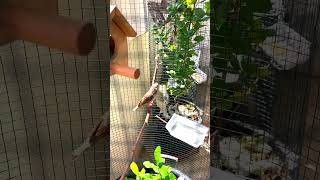 Zebra finch sounds Zebra finch singing Zebra finch female [upl. by Valeta]