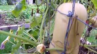 How to grow a verticle upright squash plant and other vines in a small garden space Part 2 [upl. by Yelac472]