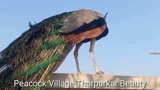 Blue peacock beauty I Amazing nature sounds I Desert and peacocks I [upl. by Hniv]