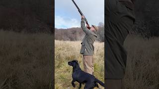 Driven Shooting with Labrador Retriever Gundog shotgun dog [upl. by Solana614]