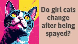 Do girl cats change after being spayed [upl. by Netsryk]