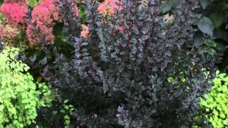 Proven Winners® Gardener Channel Proven Winners® MustHave Shrubs [upl. by Zippel57]