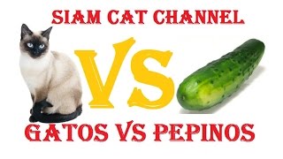 Gatos VS Pepinos ¿Por Qué Los Gatos Le Temen a Los Pepinos [upl. by Eak526]