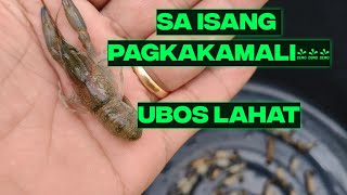 Ubos lahat ang crayfish ko crayfishdisaster crayfish [upl. by Jae718]