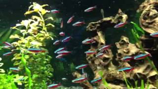 75 Gallon Cardinal Tetra Aquarium [upl. by Idac]