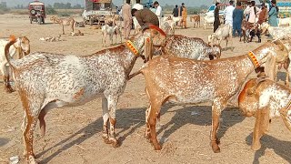 madrasa bakra Mandi latest update makhi cheeni baccho wali bakriyan Ajmal TV Hasilpur [upl. by Anifares854]