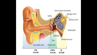 DALIŞ HASTALIKLARI02 BAROTRAVMALAR Kulak Barotravması [upl. by Nivlag411]