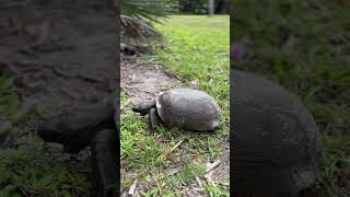 Floridas Wildlife Up Close shorts gophertortoise florida [upl. by Trinidad]