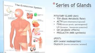 Introduction To The Endocrine System [upl. by Nancey]