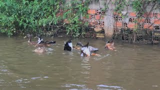 Ducks Swimming in Nature [upl. by Etnad543]