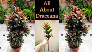 Dracaena growing tips How to make Dracaena plant bushy Dracaena care amp cutting propagation [upl. by Oalsecnew]