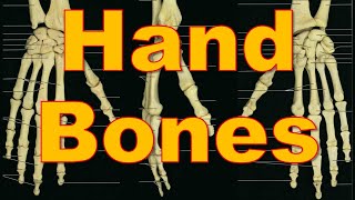 7 Bones of Hand  Upper Limb  كلية الطب  مادة التشريح  A3  9 [upl. by Acisset531]